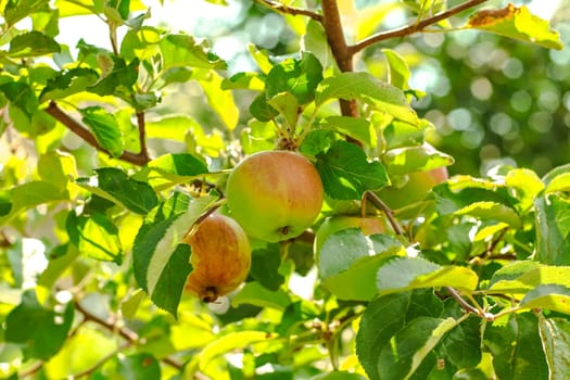 Apples on the tree in orchard