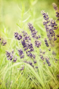 Vintage photo of Lavender in the field