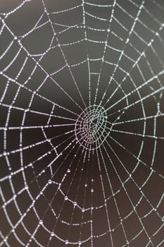 Spider web with water drops