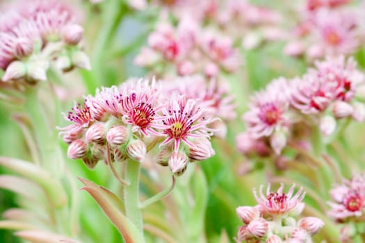 Pink flower in summer field
