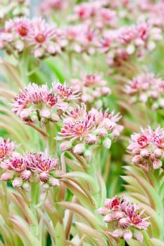 Pink flower in summer field
