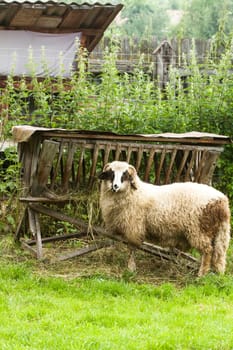 Poto of a lamb in the pen