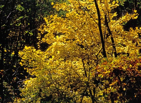 Forest in Autumn with coloful leaves