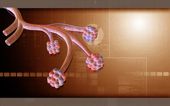 Digital illustration of alveoli in colour background