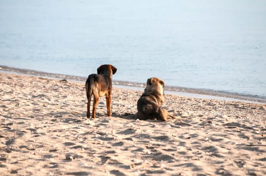 Two dogs on sand beach looking at sea water