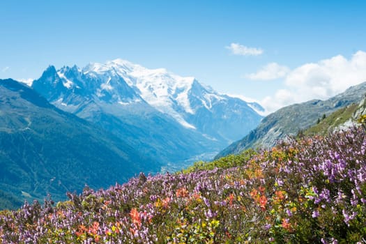 Flowery meadow in French countryside with Mont Blanc mountain range in the background