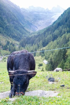 Fighting bull in Swiss countryside, with Fontanabran mountain and valley in the background