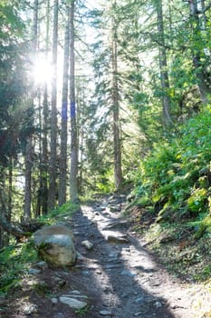 Narrow dirt footbath on mountain side, with sun shining through pine forest..