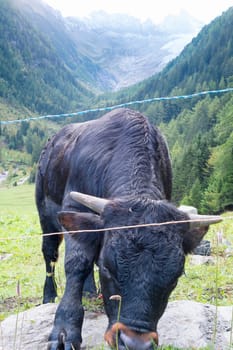 Fighting bull in Swiss countryside, with Fontanabran mountain and valley in the background