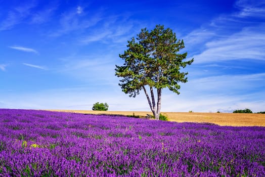 Lavender field in Provence, near Sault, France