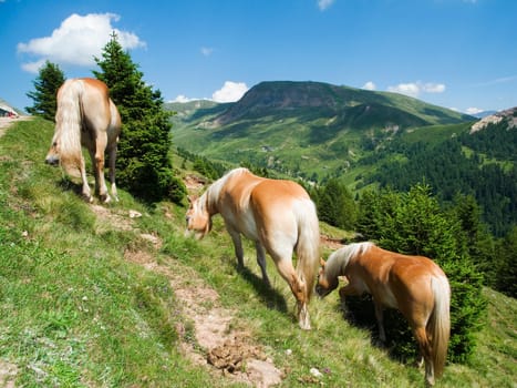 grazing and free-running Haflinger horses on a slope in the South Tyrolean Alps in the Merano 2000 region in summer