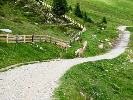 Landscape view of a hiking trail in the Alps in the Merano 2000 region with free running Haflinger horses in summer