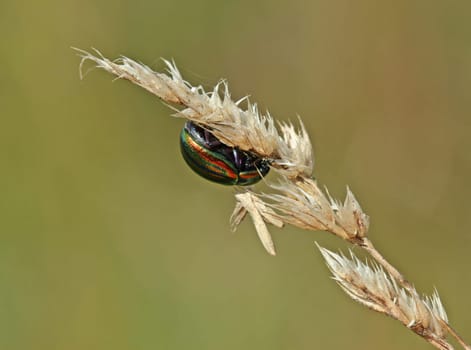 Rainbow leaf beetle (Chrysolina cerealis) on grass stalk