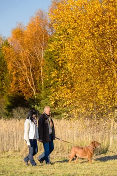 Middle aged couple walking retriever dog in sunny autumn countryside