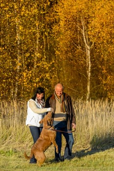 Cheerful couple playing with retriever dog autumn sunset park