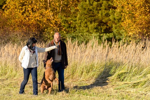 Mature couple playing with retriever dog sunny autumn countryside