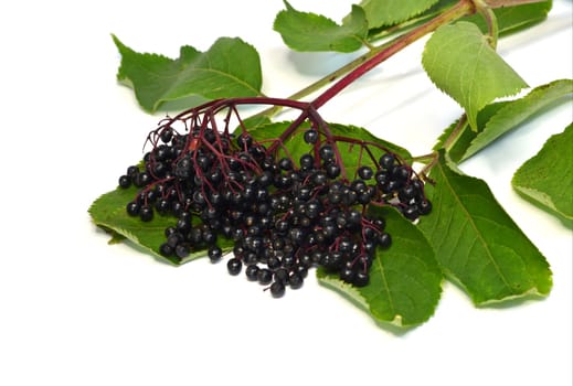 Black Elderberry - Lilac Berries