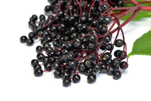 Black Elderberry - Lilac Berries
