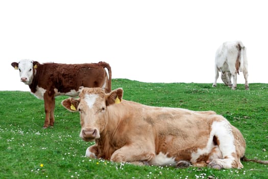 cattle feeding on the green grass of county Kerry Ireland on the wild atlantic way