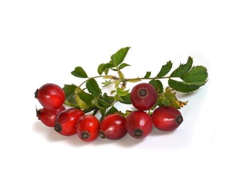 Dog Rose (Hagebutte)