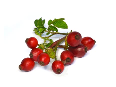 Dog Rose (Hagebutte)