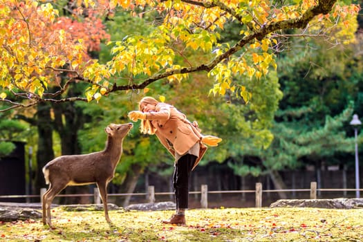 NARA, JAPAN - Nov 21