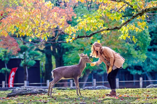 NARA, JAPAN - Nov 21