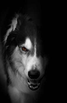 (dog or (dog person) or (dog walking) or (dog portrait)) without hot