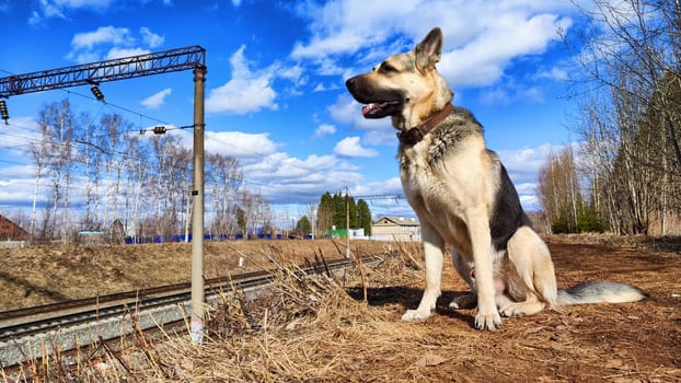 Dog German Shepherd near railway. Russian eastern European dog veo next to rails and sleepers. Military or police dog guards protects the territory from terrorists during war of Ukraine and Russia