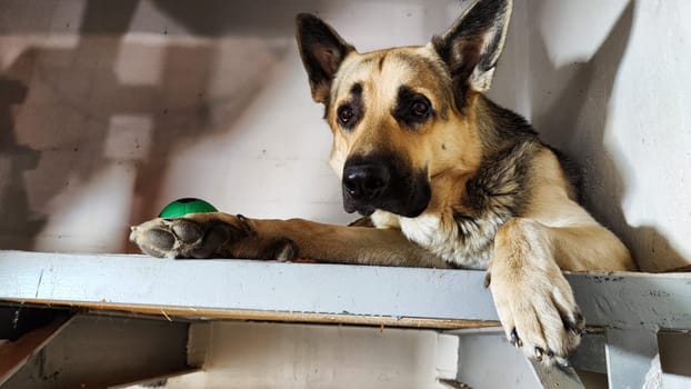 Lonely, sad dog German Shepherd sadly waiting owner. Russian eastern European dog veo is ill and pity
