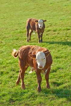 Two Hereford breed of brown cows grazing on sustainable farm in pasture field in countryside. Raising and breeding livestock animals in agribusiness for free range organic cattle and dairy industry.