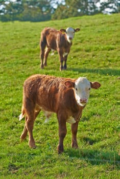 Hereford breed of brown cows grazing on sustainable farm in pasture field in the countryside. Raising and breeding livestock animals in agribusiness for free range organic cattle and dairy industry.