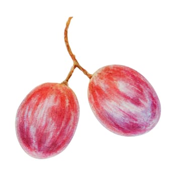 A bunch of red grapes. Watercolor hand drawn botanical illustration. Ingredient in wine, vinegar, juice, cosmetics. Clip art for menus of restaurants, cafes, packaging of farm goods, vegan products.