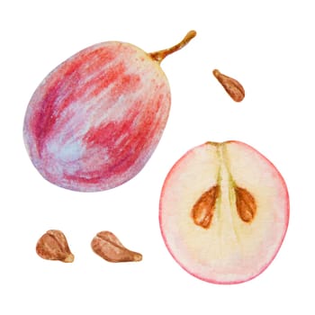 Red grape berry, whole, half cuted, halved, seeds. Watercolor hand drawn illustration. Ingredient in wine, vinegar, juice, cosmetics. Clip art for menu of restaurants, cafes, packaging of farm goods, vegan products