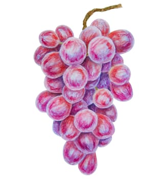 A bunch of dark grapes. Watercolor hand drawn botanical illustration. Ingredient in wine, vinegar, juice, cosmetics. Clip art for menus of restaurants, cafes, packaging of farm goods, vegan products.