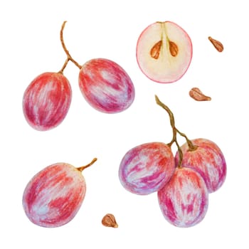 Red grape berry, whole, half cuted, halved, seeds. Watercolor hand drawn illustration. Ingredient in wine, vinegar, juice, cosmetics. Clip art for menu of restaurants, cafes, packaging of farm goods, vegan products