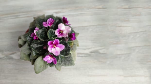 pot with blooming purple saintpaulia on a light gray wooden background, copy space