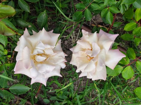 two white roses in foliage in the garden close up