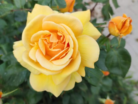 delicate pastel yellow rose in the garden close up