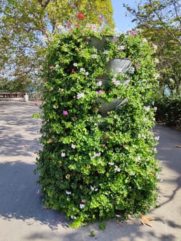 Ampelous pelargonium in a vertical flowerbed in a park in sunlight.