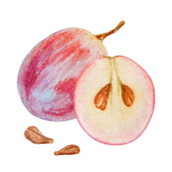 Red grape berry, whole, half cuted, halved, seeds. Watercolor hand drawn illustration. Ingredient in wine, vinegar, juice, cosmetics. Clip art for menu of restaurants, cafes, packaging of farm goods, vegan products