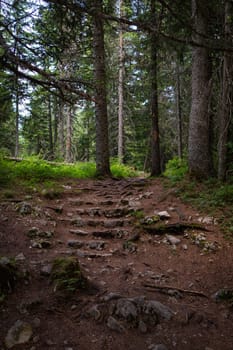The road in the forest is lined with stones. Very beautiful and dense forest in Durmitor National Park, Montenegro