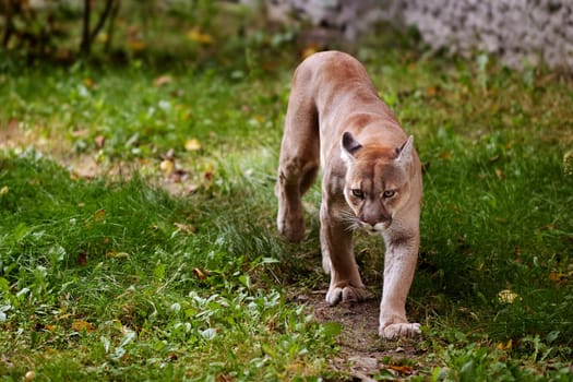 Beautiful Puma in forest. American cougar - mountain lion. Wild cat walks in the forest, scene in the woods. Wildlife America. Portrait of Beautiful Puma. Cougar in striking pose.