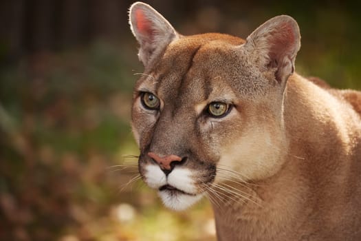 Portrait of Beautiful Puma in forest. American cougar - mountain lion. Wild cat in the autumn forest, scene in the Wild woods. Wildlife America. Predator's gaze. Cougar looks at the prey.
