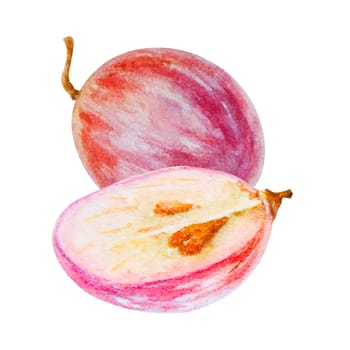 Red grape berry, whole, half cuted, halved, seeds. Watercolor hand drawn illustration. Ingredient in wine, vinegar, juice, cosmetics. Clip art for menu of restaurants, cafes, packaging of farm goods, vegan products