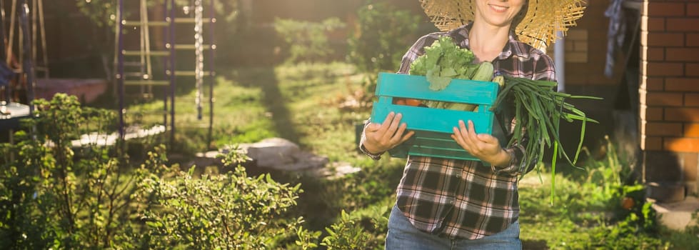 Hardworking young woman gardener in straw hat picks up her harvest box of tomatoes on sunny summer day.