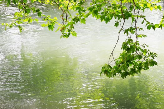 Branches hang in the water by the river