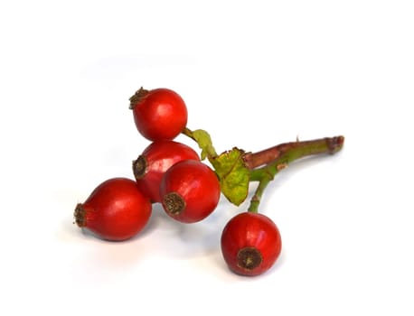 Dog Rose (Hagebutte)