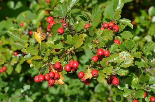 Hawthorn