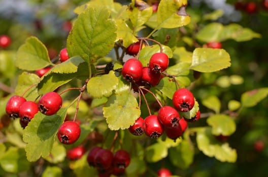 Hawthorn